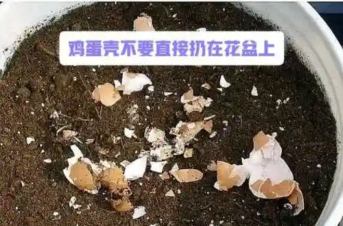皮探长阵容搭配插图5