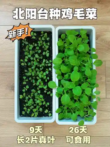 皮探长阵容搭配插图2