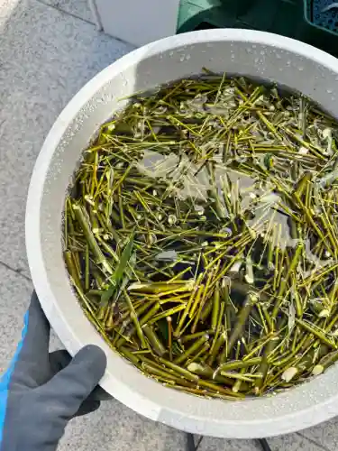 皮探长阵容搭配插图9