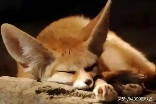 原神胡狼阵容搭配(原神十大平民最强阵容)插图2
