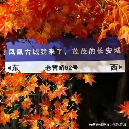 凤凰5怎么搭配阵容最好(斗罗大陆火凤凰阵容搭配)插图37