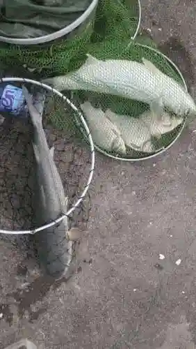 激战新海骚阵容搭配攻略(激战王城最强阵容)插图20