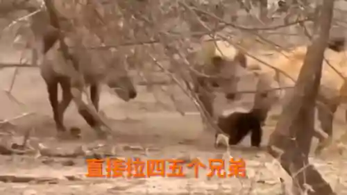 动物大战无敌阵容搭配(大战国最强后期阵容)插图1