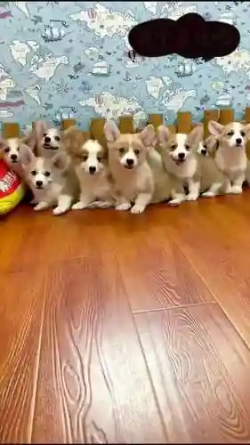 科基阵容插图