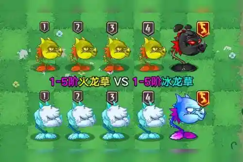 火龙草阵容插图1