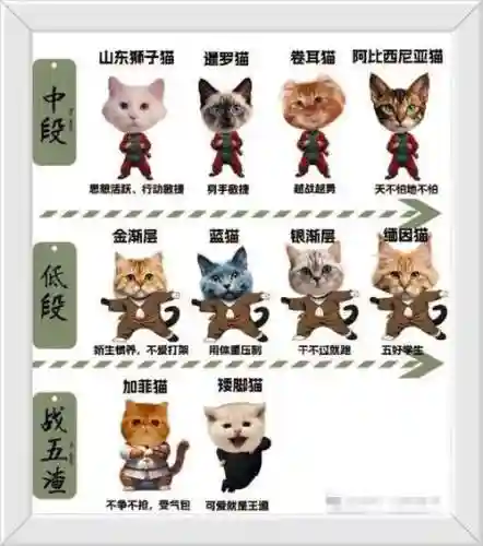 怪物猎人ol猫所有技能插图
