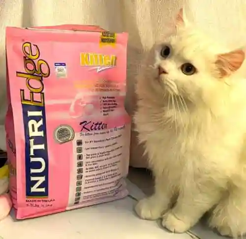 粉色猫咪阵容搭配插图