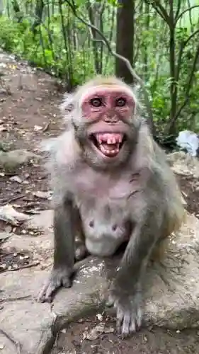 老版猴子视频技能视频插图1