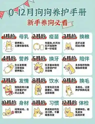 狗狗育成所攻略插图