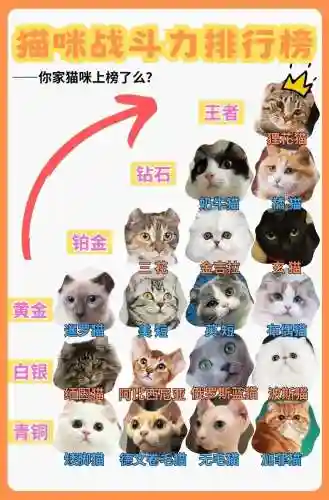 虎猫防御阵容搭配插图