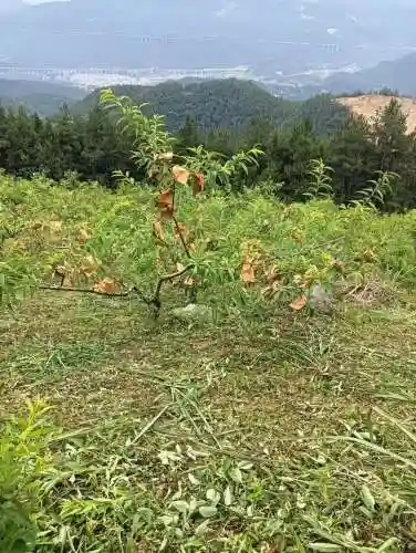 守护那桃园攻略插图1