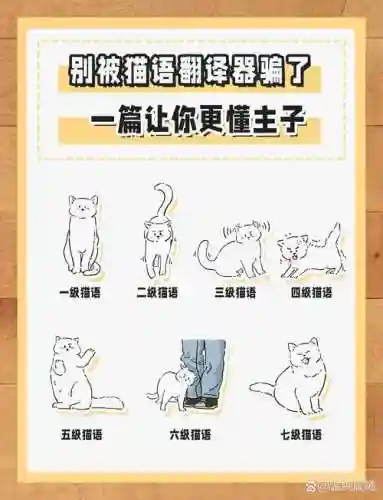 回复猫带什么技能插图1