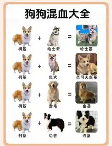 科基阵容插图1