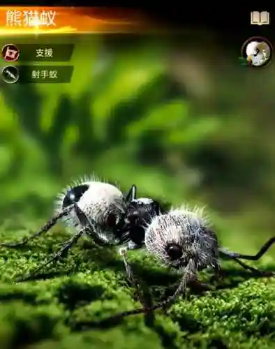 熊猫蚁阵容搭配插图1
