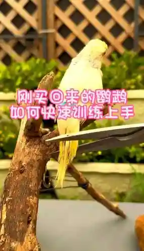 鸟有些什么技能好训练，鸟擅长什么插图1