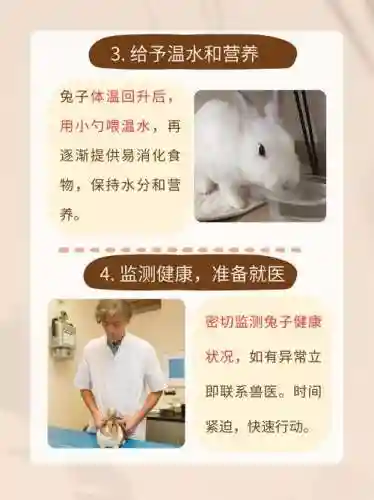 救援受困的小白虎攻略，救援小白兔攻略插图