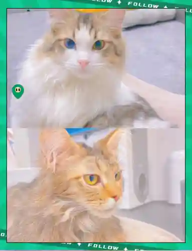 猫咖啡店喜好攻略，猫咖啡店s级猫养成攻略插图