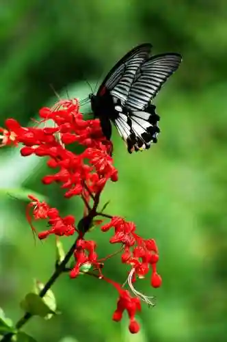 武器蝶恋花，蝶恋花情插图1